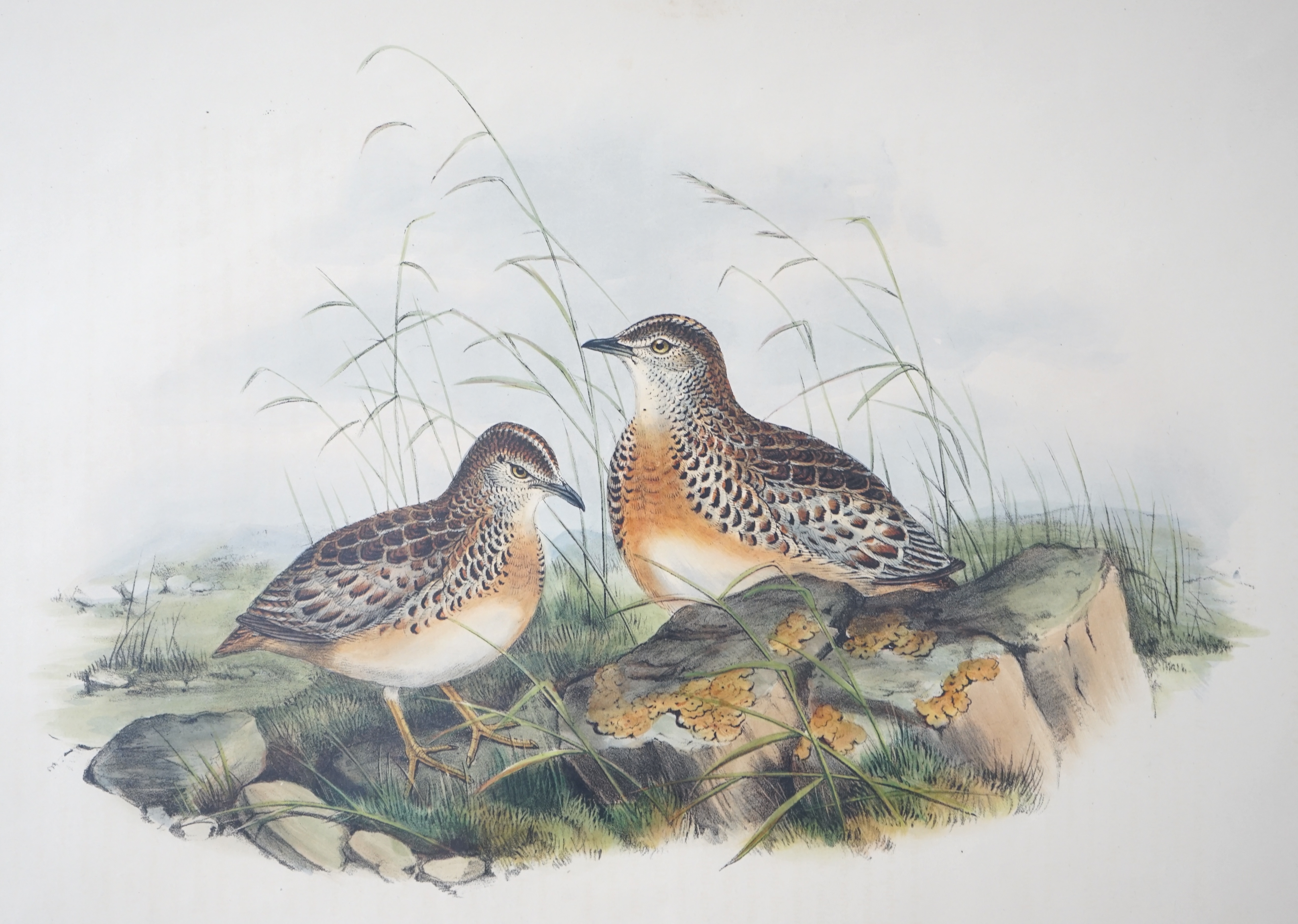 Walter & Cohn after Wolf and Richter (John Gould), 24 hand coloured lithographs from Gould's Birds of Great Britain, lithographs with hand-colouring on wove paper, 55 x 36cm, unframed and unmounted